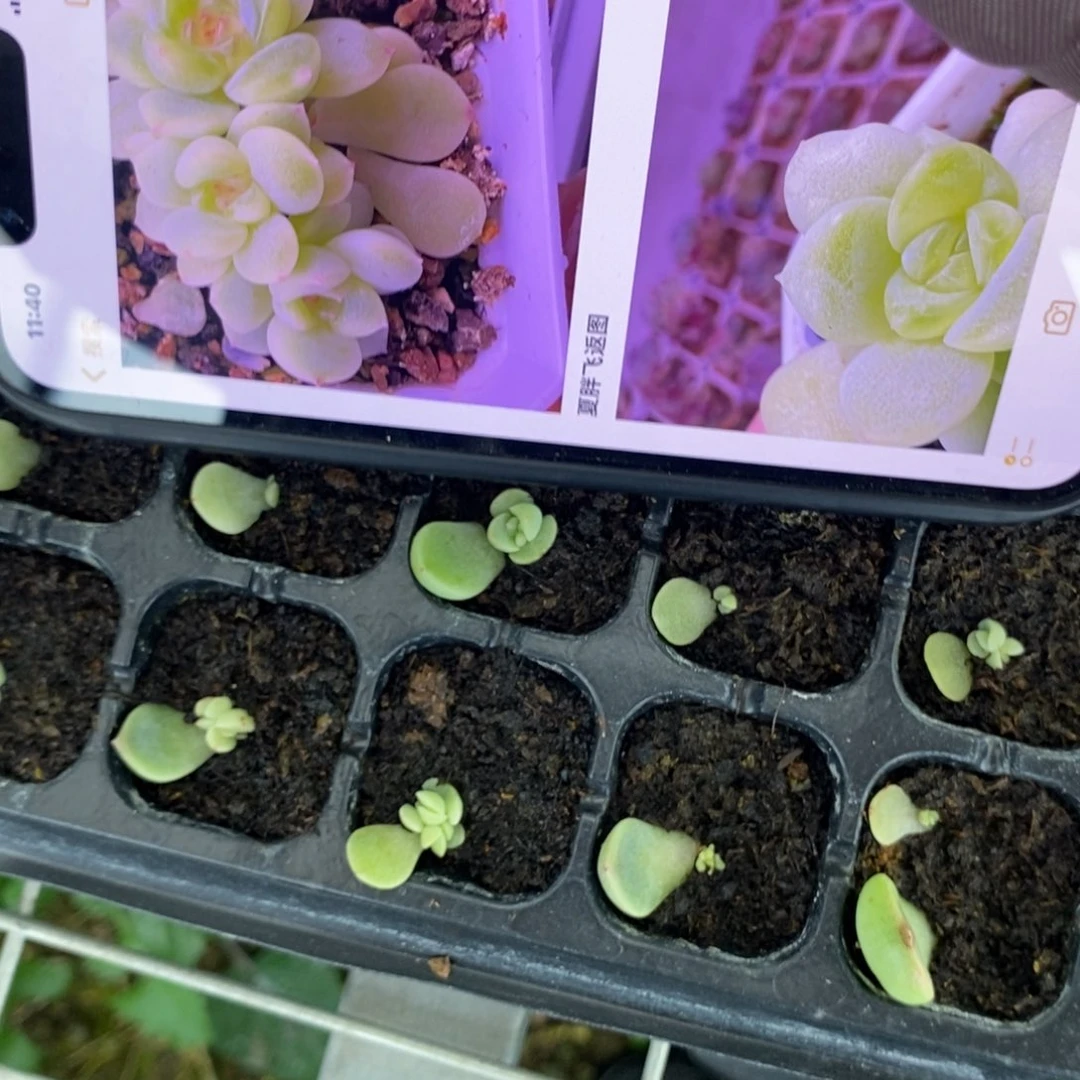 穴盘甜心803芽苗一个多肉