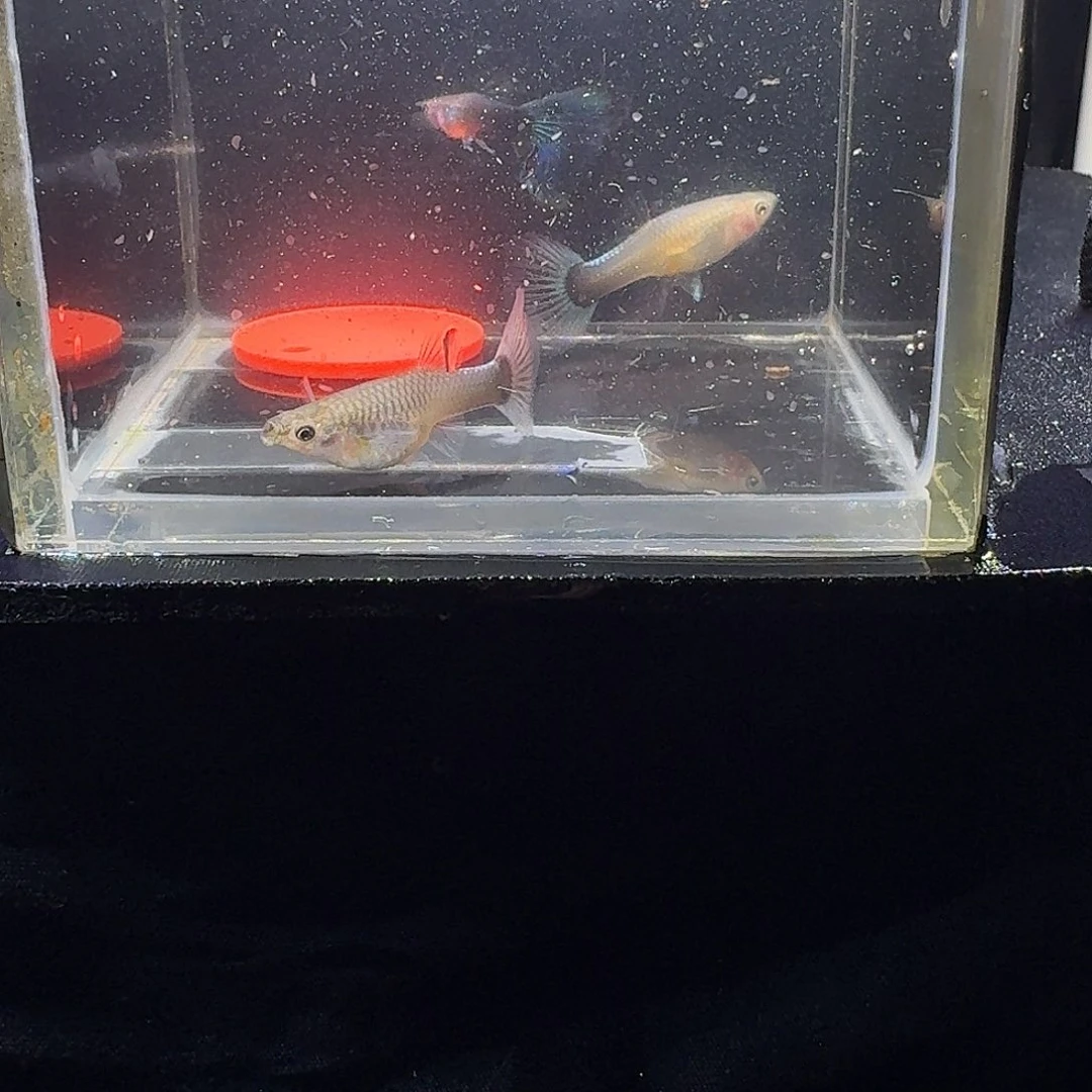 海水鱼蓝礼服孔雀鱼1