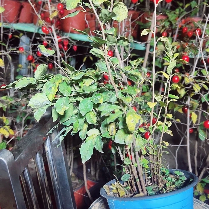 地***保无花朵哈哈哈哈哈哈