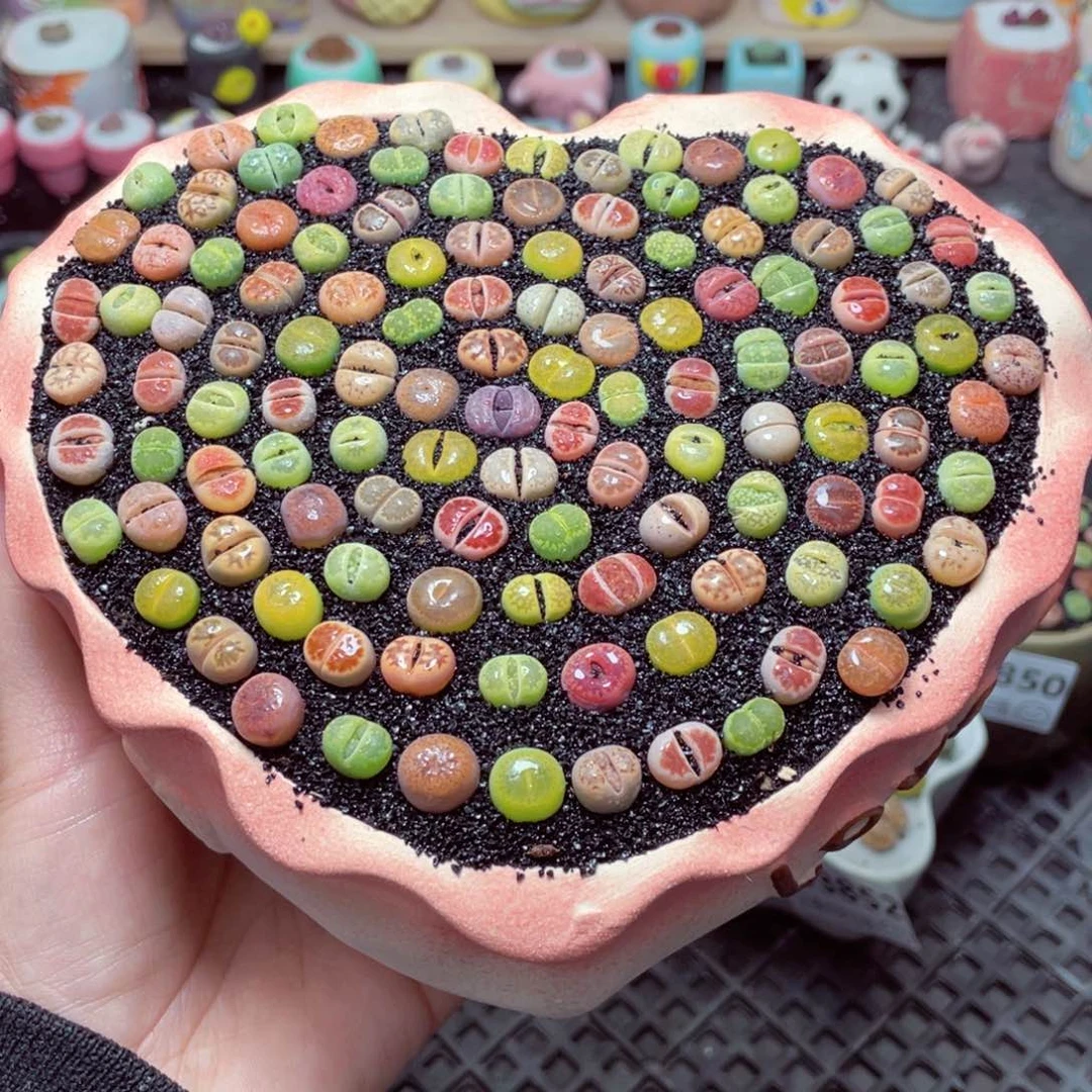 w3854 带盆土发货-零下地区拍保温箱