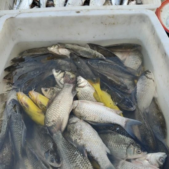 鲫鱼优惠，一斤就包邮 大小可选