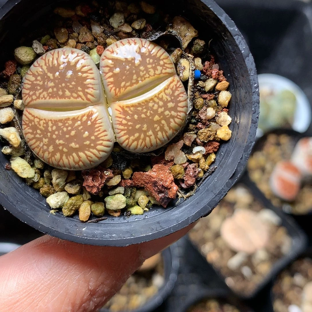W395多肉植物保护