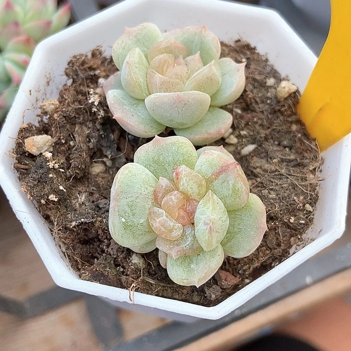 阿***琦多肉植物白恋899