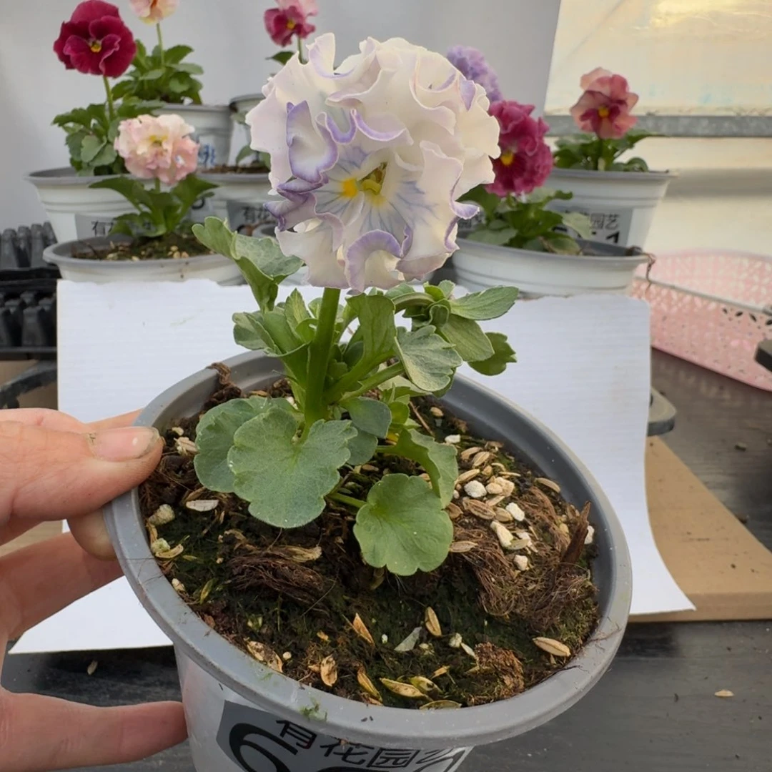 无花朵660号角堇