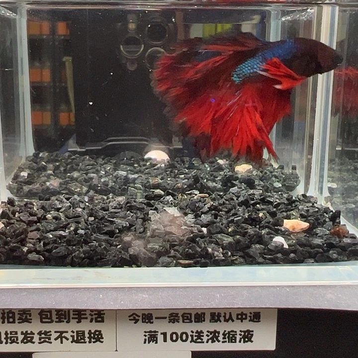 斗鱼竞拍跑单拉黑72