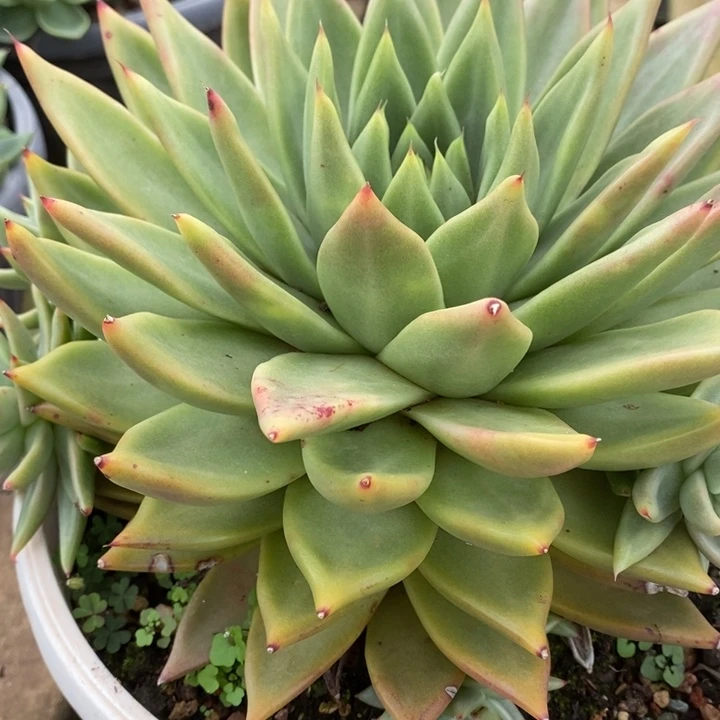 D455- 直播福利 黄金玛利亚