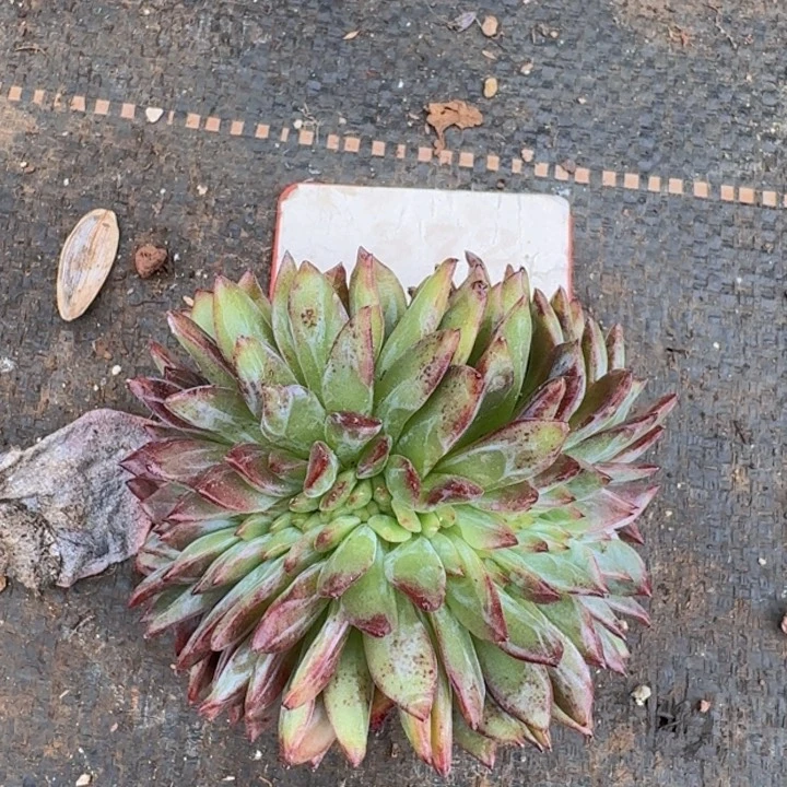 夜魔侠缀化372多肉植物