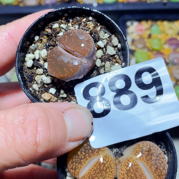 889母本两颗l l l l l l