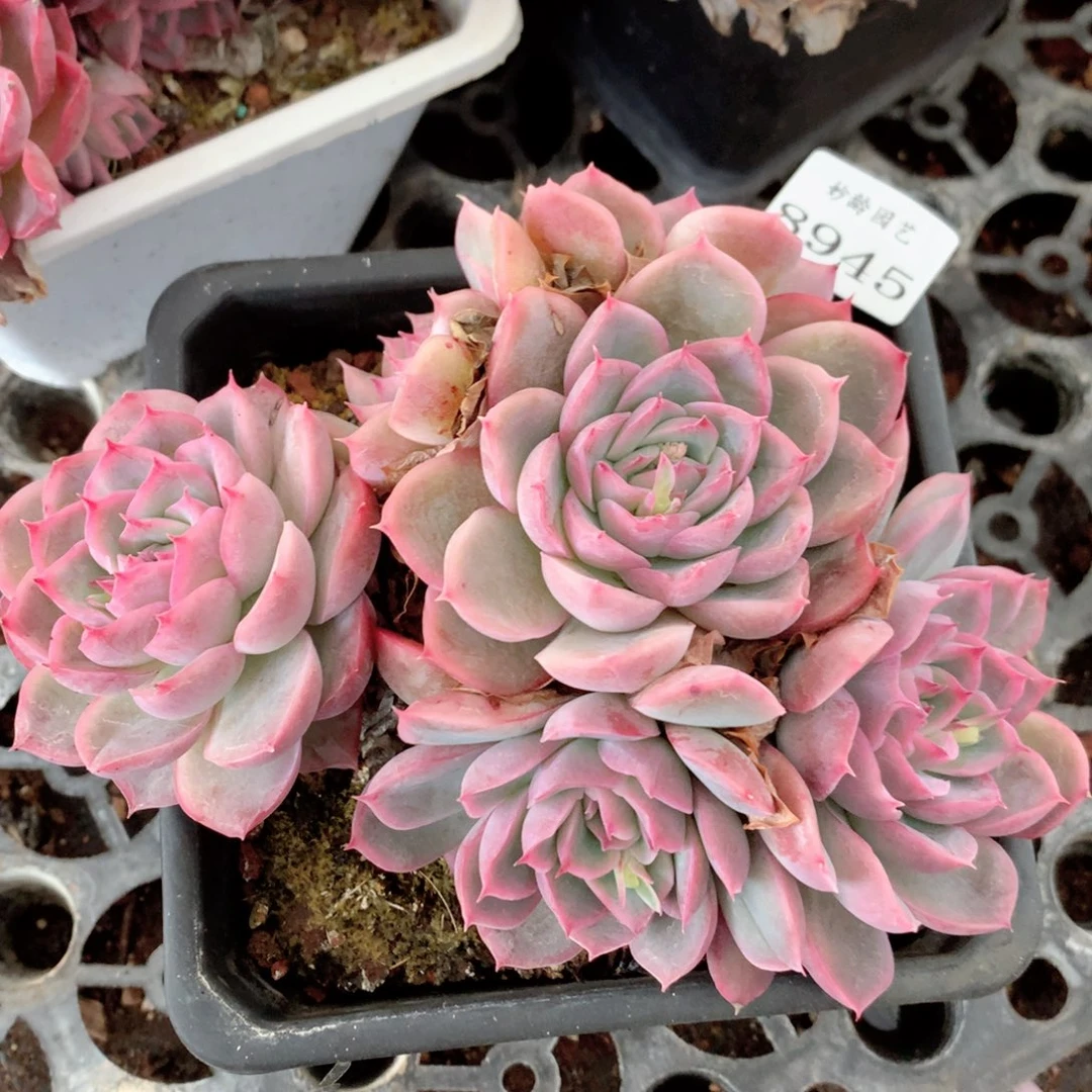 8945杂交多肉植物基地