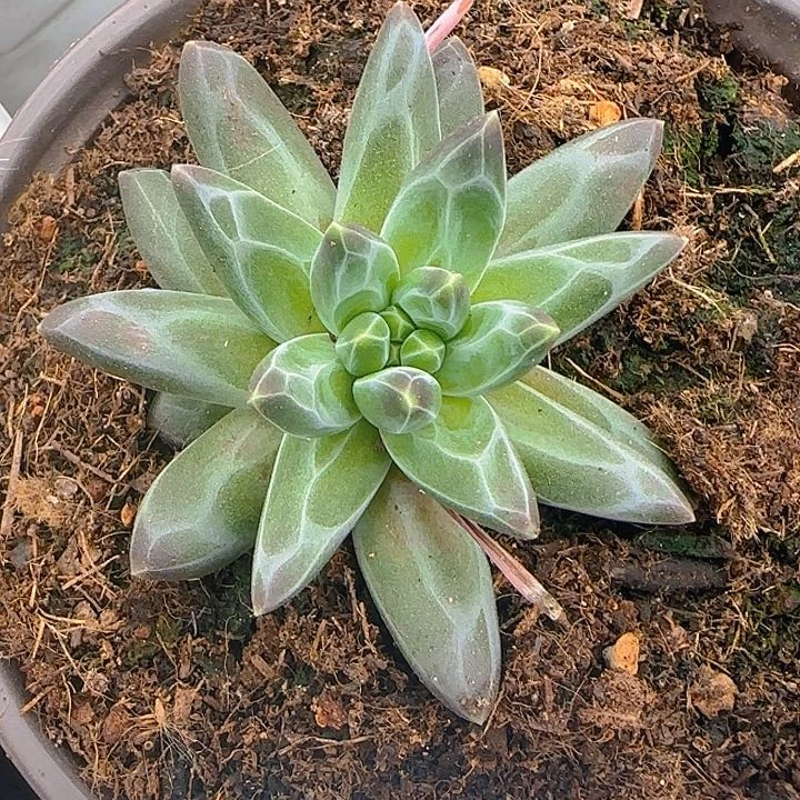 优选美人611多肉植物