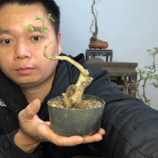 无花朵盆景盆栽植物（不包成活率）