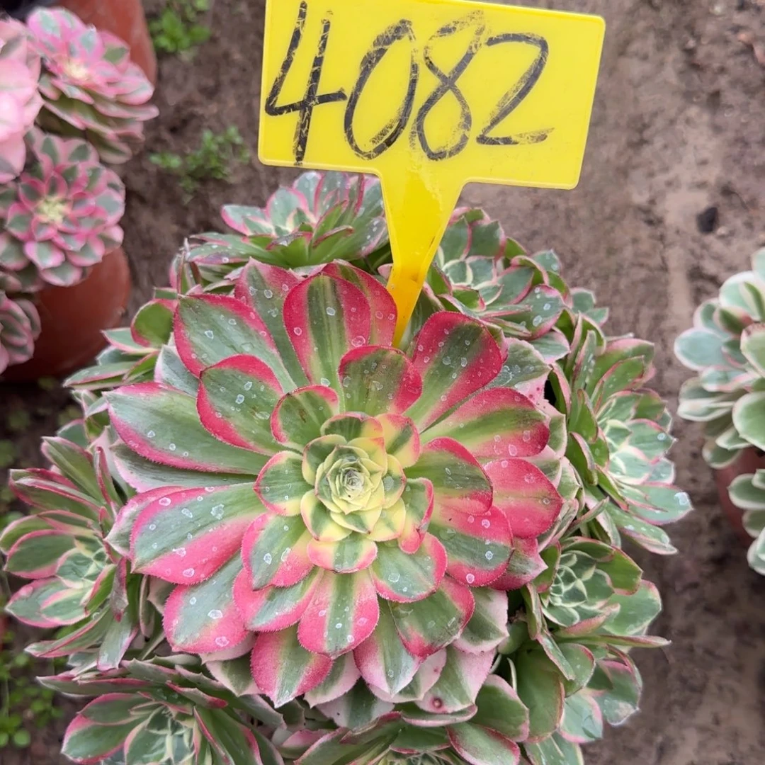 4082---海王多肉植物