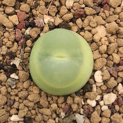 多肉肉锥 2.1Cm 拉登