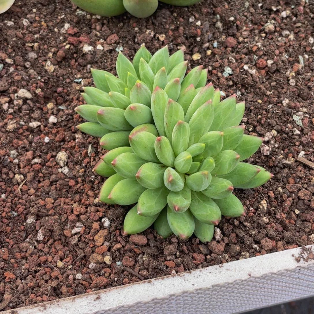 无花朵美人双头多肉植物