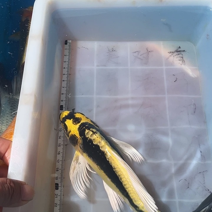 蝴蝶鲤鱼渔场直发95