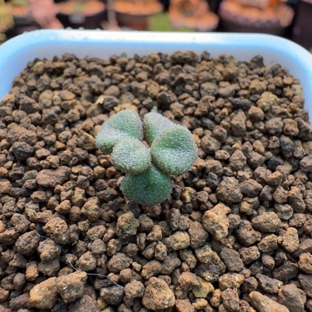 折枝奇峰锦979 仙人掌