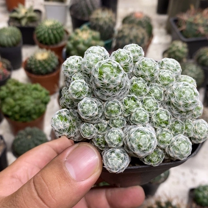 肌春心群特价福利