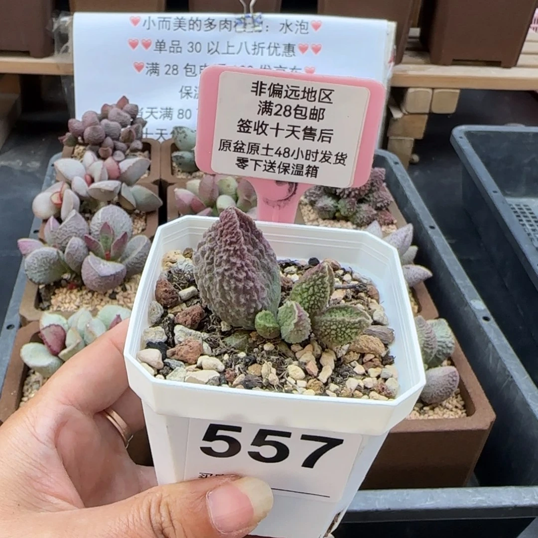 557胖伍多肉植物