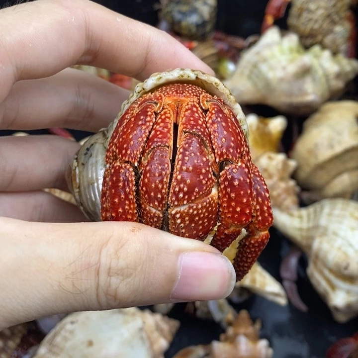 4.3口A斐济草莓一只