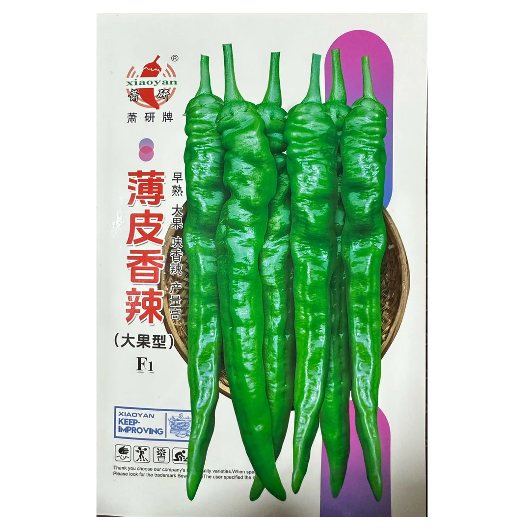 萧研薄皮香辣辣椒种子早熟大果产量高薄皮味辣型辣椒种子