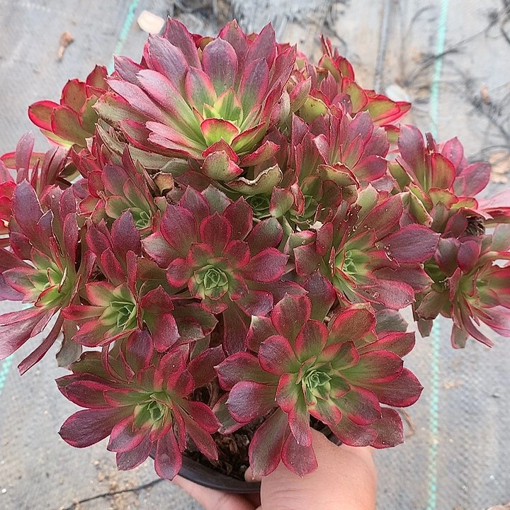 207安娜多肉植物