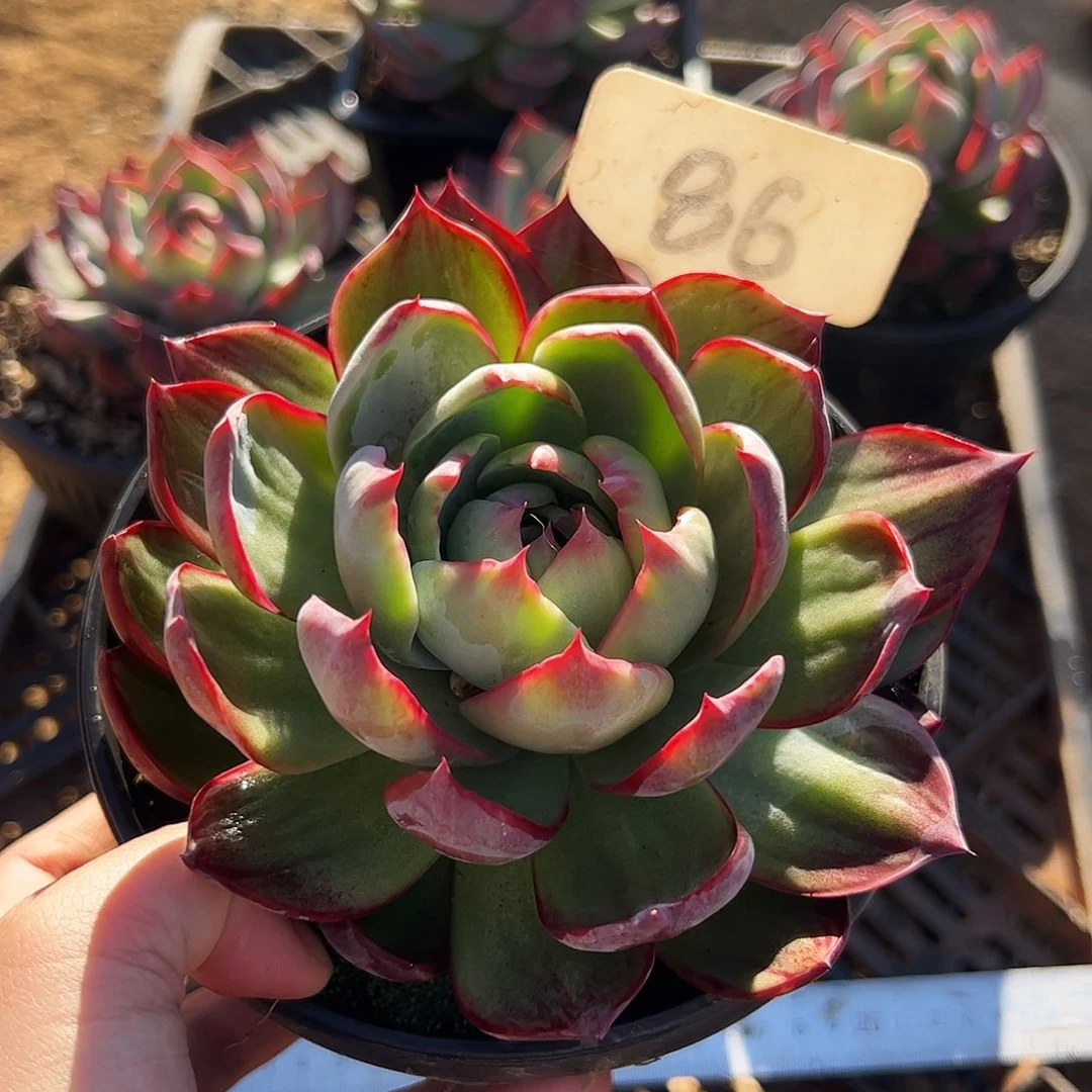 惊鸿仙子一物一拍86号