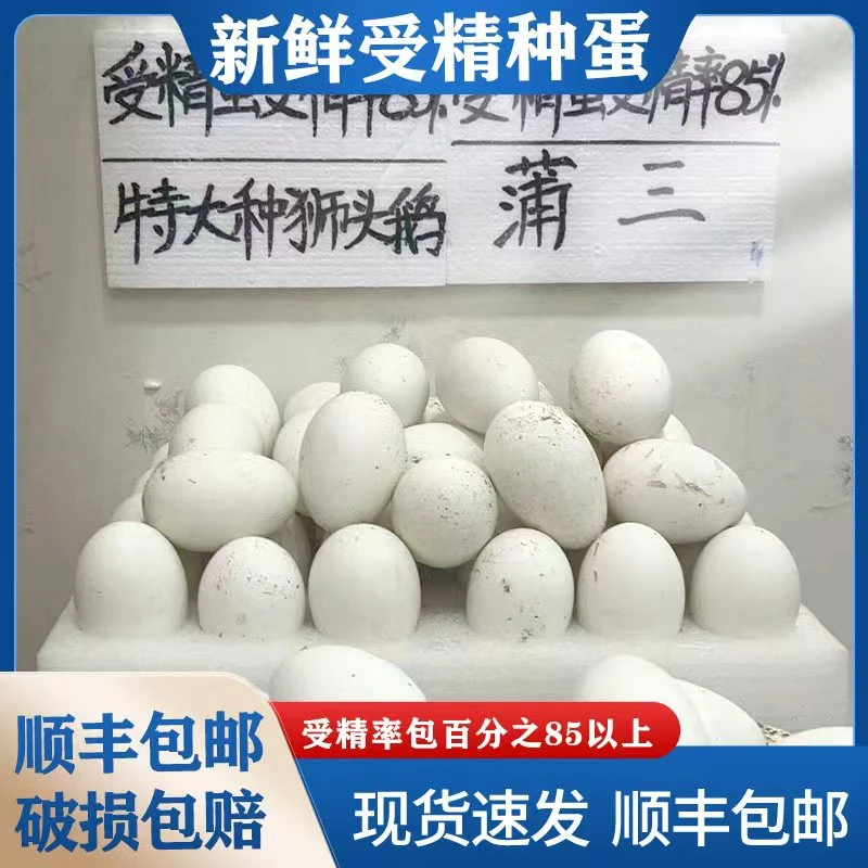 狮头鹅蛋新鲜现捡现发鹅蛋图卢兹坦克鹅蛋白狮头鹅蛋新鲜现捡现发