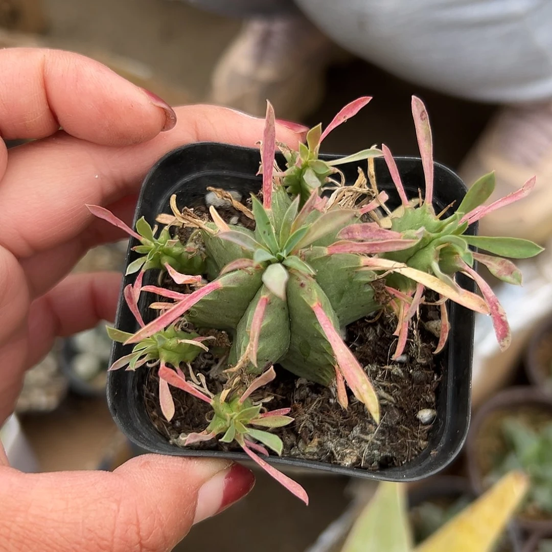 舞***疯多肉植物多肉植物