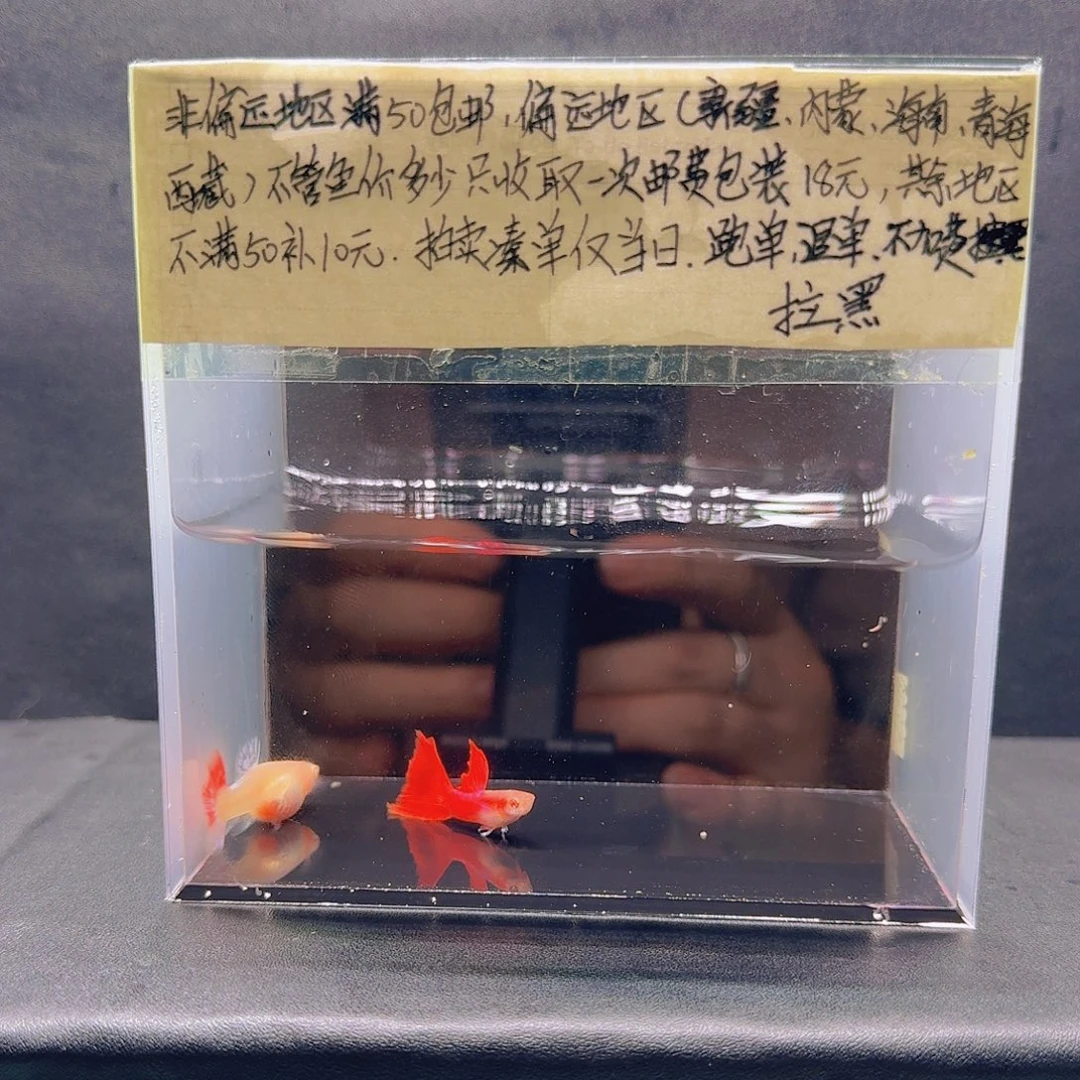 孔雀鱼霓虹大耳一对