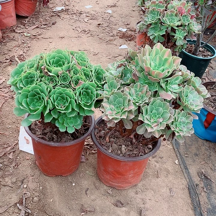 绿羊绒粉女巫中班多肉植物11