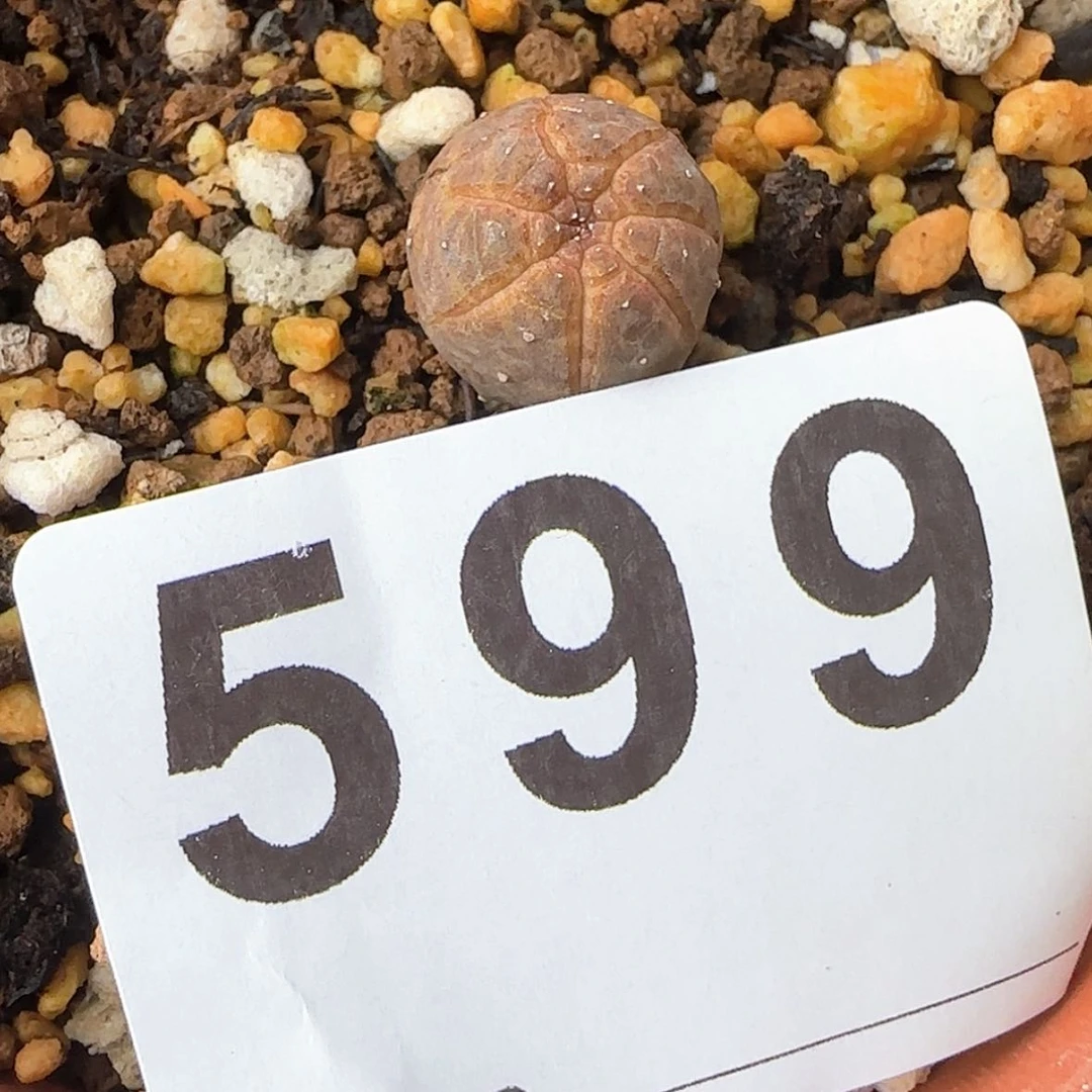 【闪购商品】毕**&块根植物布纹球