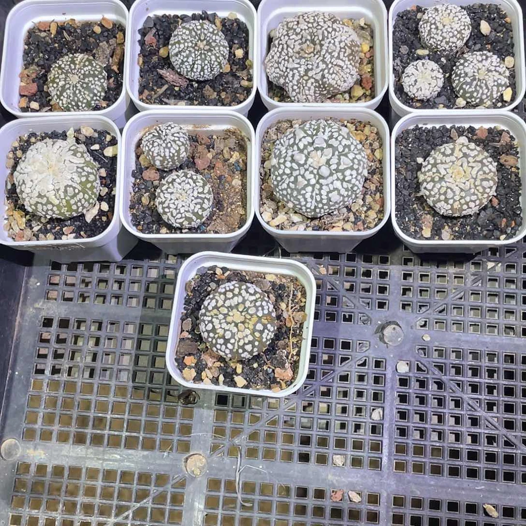 Y****a粉丝专拍仙人球多肉