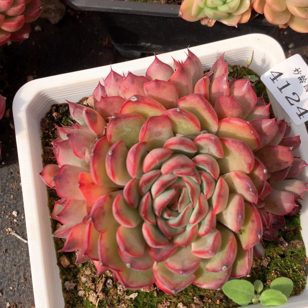 4124杂交多肉植物基地