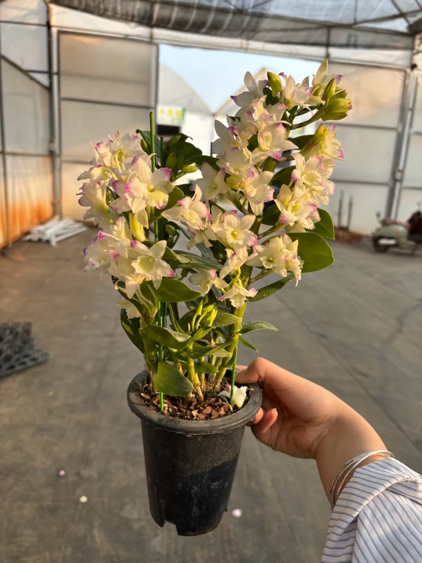 福祥花卉粉玲珑春石斛 石斛好养花期长 云南鲜花绿植