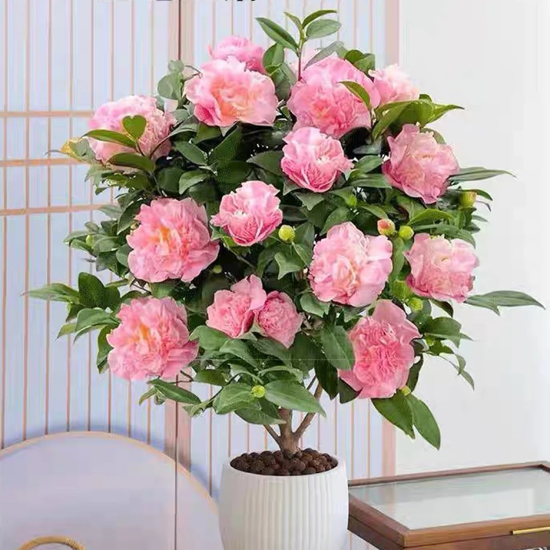 香妃茶花山茶花带花苞盆栽开花浓香型耐寒室内外阳台客厅庭院植物