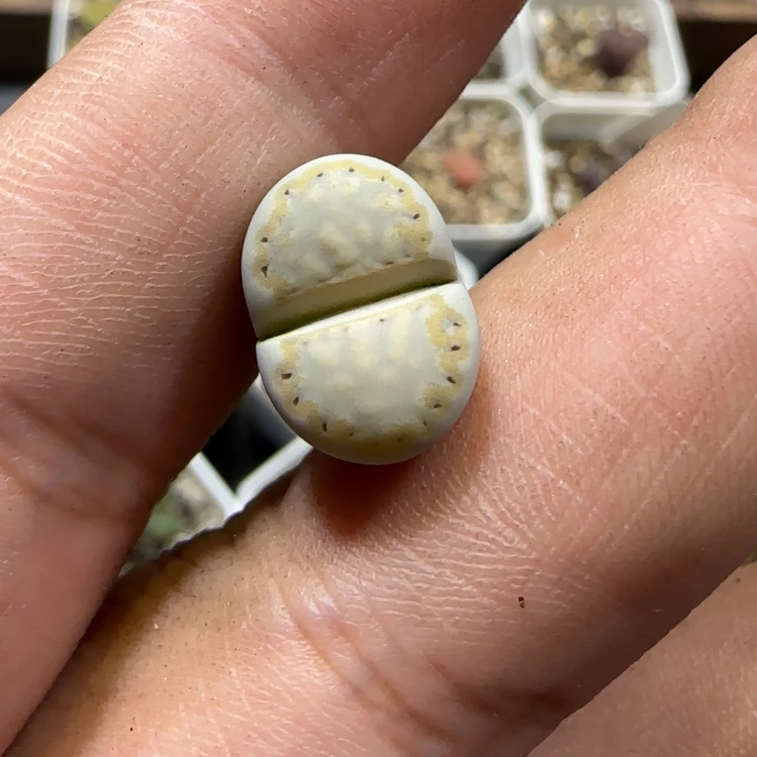 10.17。辛然园艺。215饼干。2020