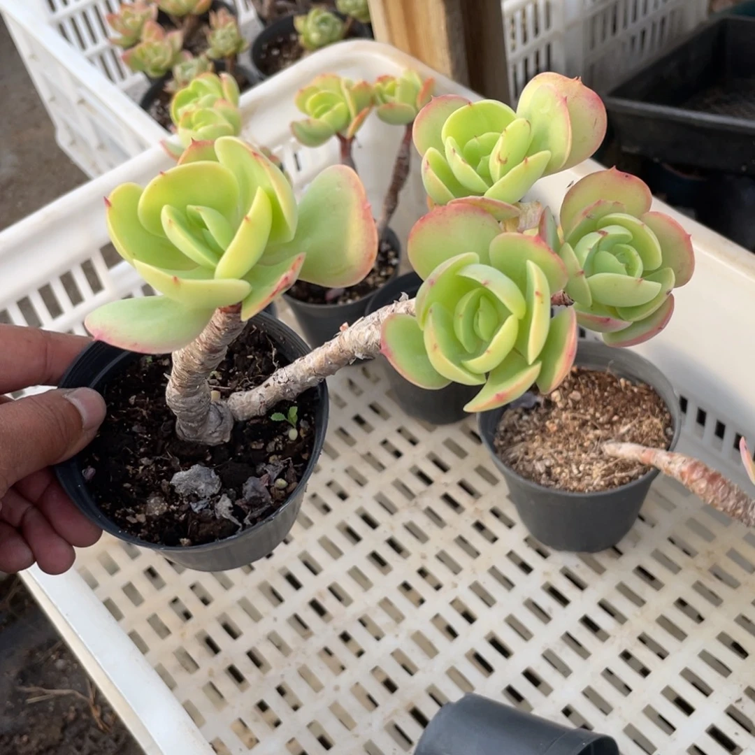 花***81617  鸡蛋碧桃  六月六