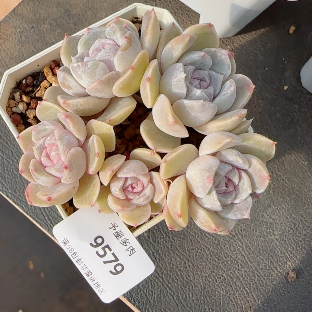 汉堡无砍，9579多肉植物