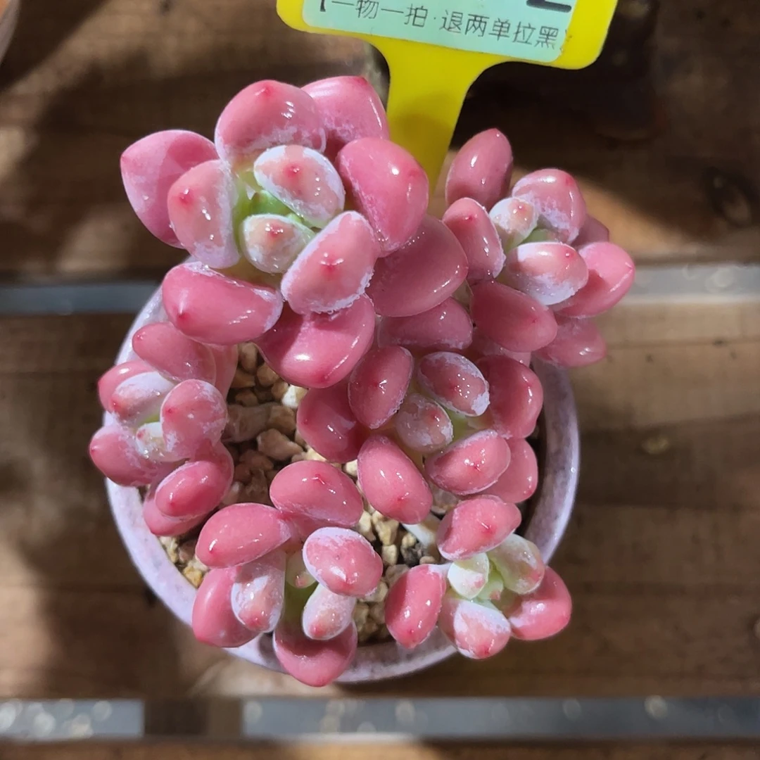 云尘多肉一物一拍 不含盆 1312,