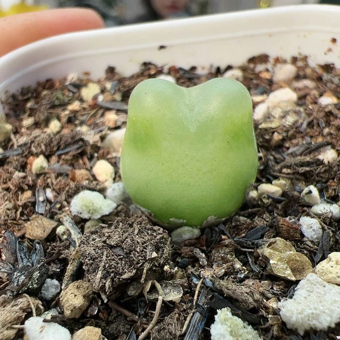 【闪购商品】186 拉登1.6cm