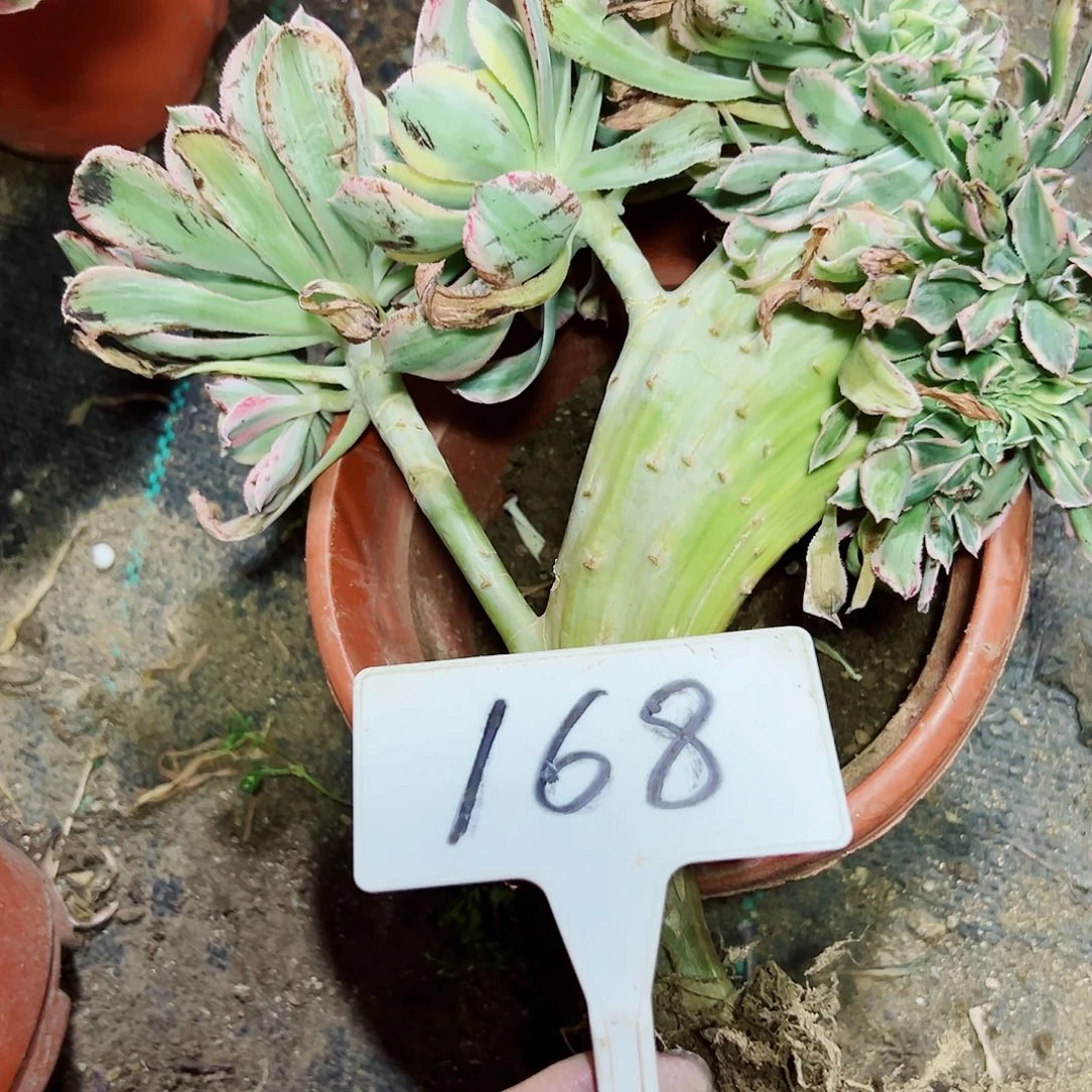 多肉植物灿烂缀花