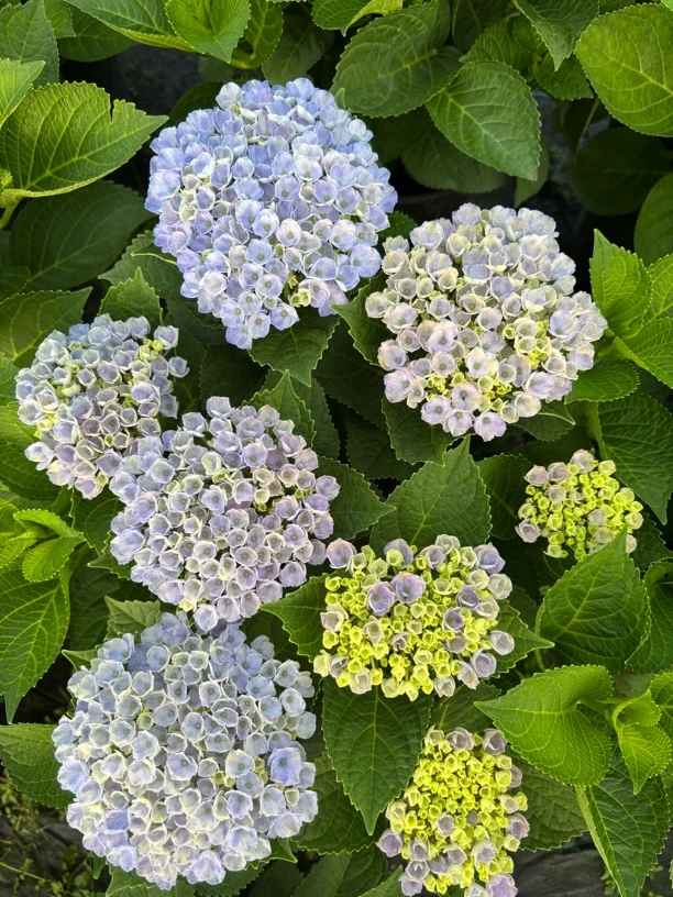 魔幻革命绣球花2加仑一物一拍看清楚再拍