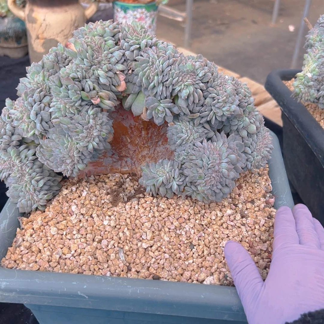 小*儿1680减300余120 新年快乐