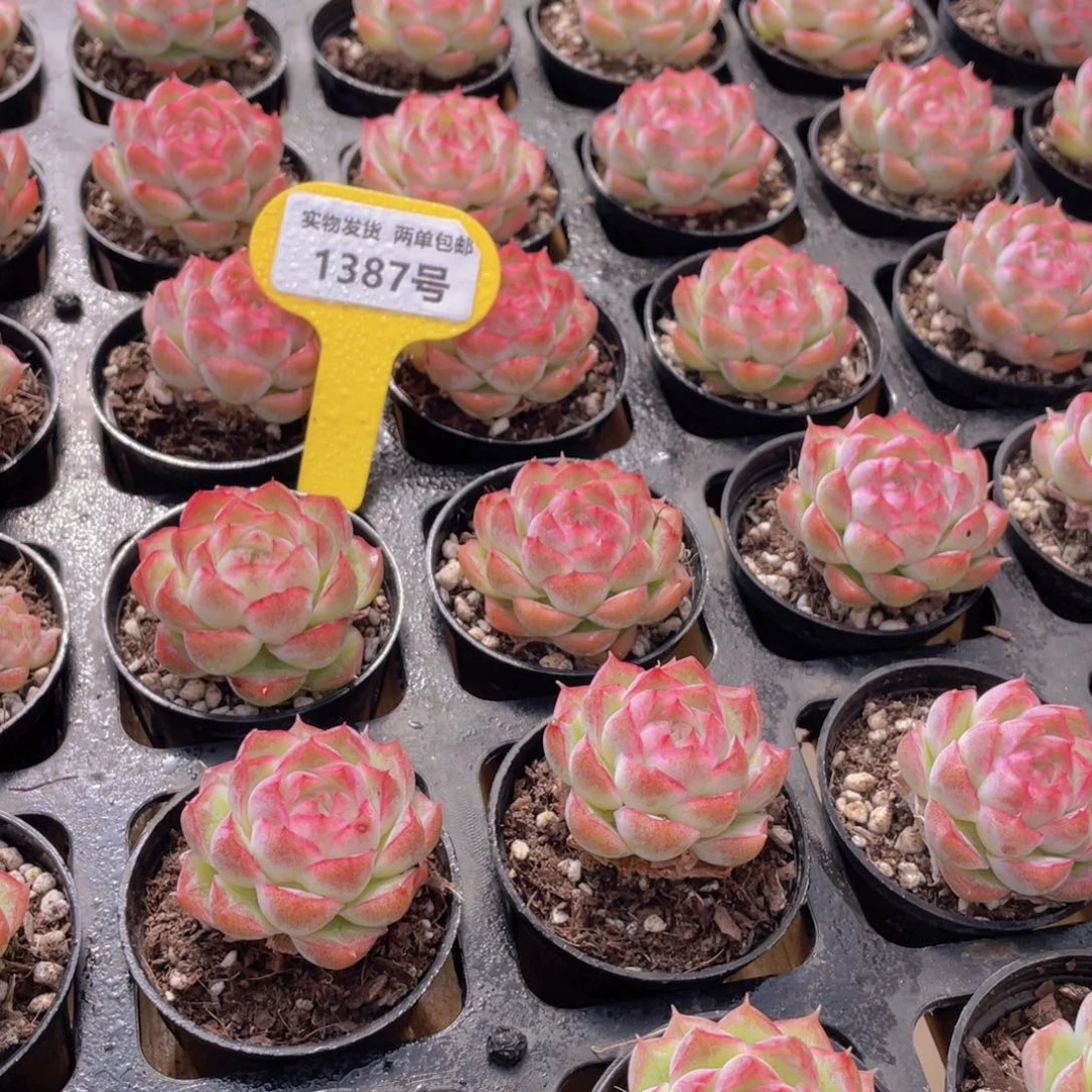 1387号 桃熏女王单头2个