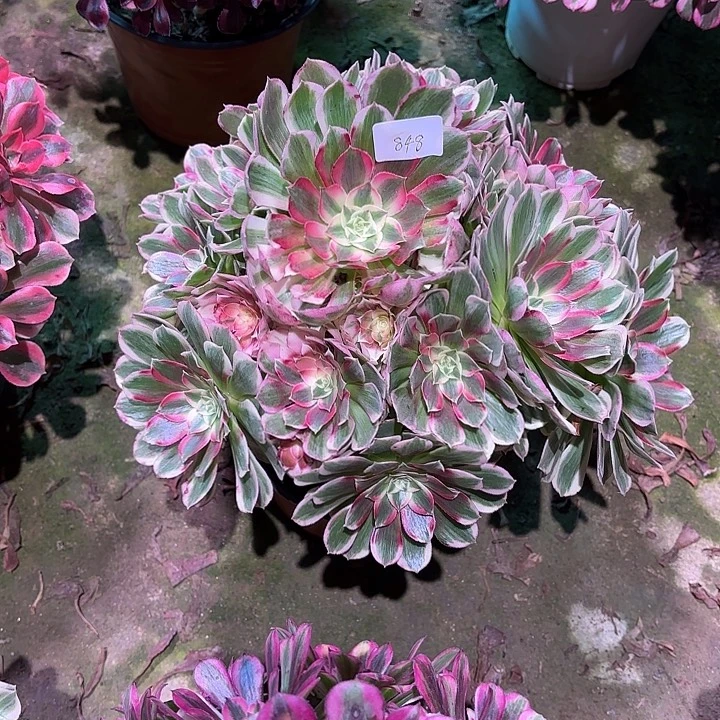多肉植物孔雀翎00848