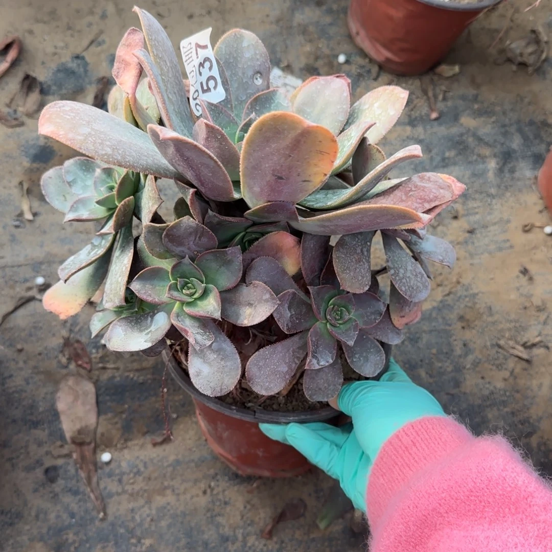 花前月下537满20包邮断枝不包