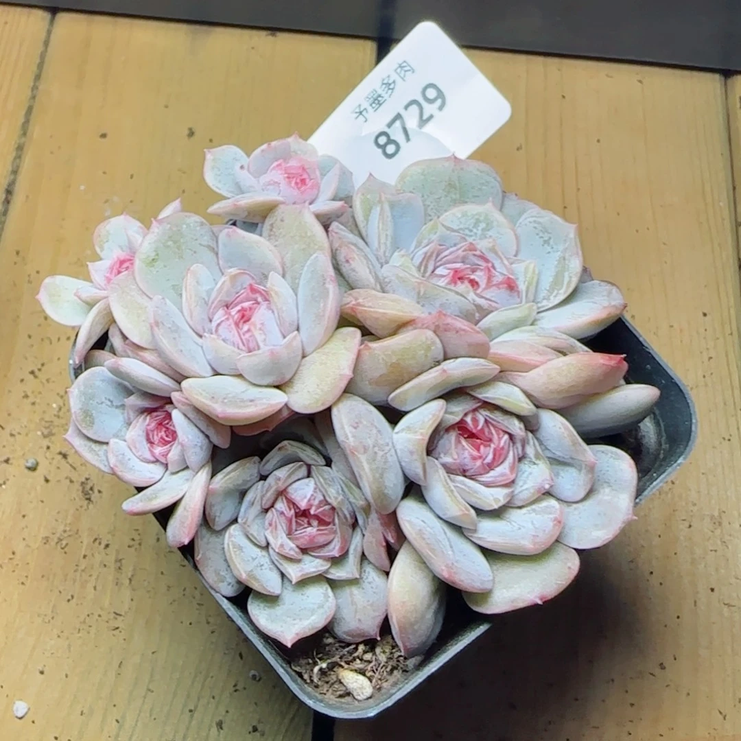 宫花群，8729多肉植物