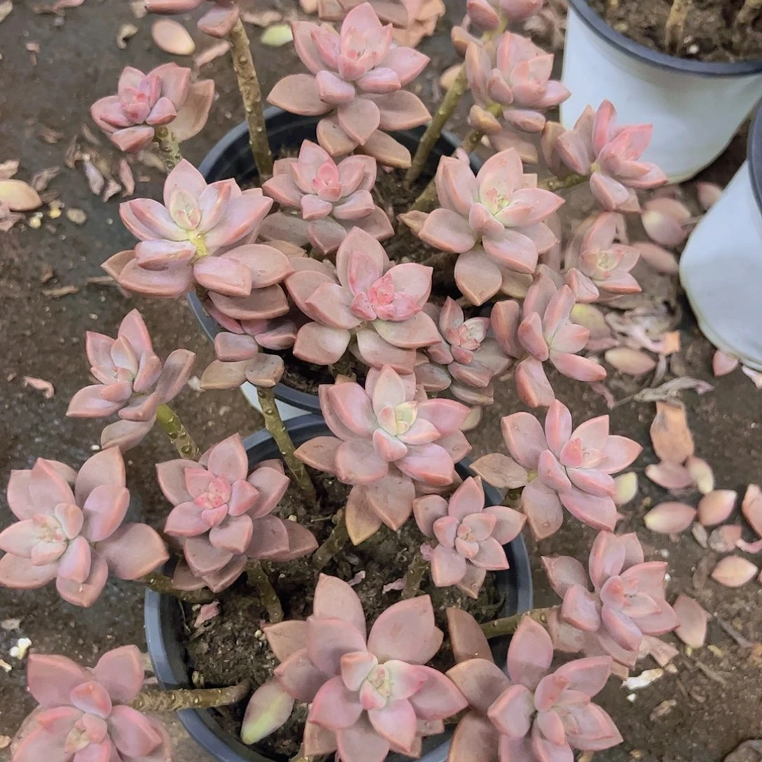 姬胧月散装带盆土两盆