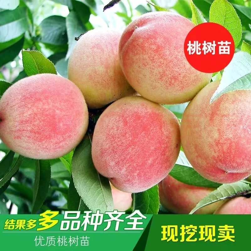 植宓花仓中华血桃树苗嫁接桃子树苗南方北方种植当年结果果树苗