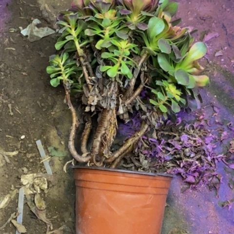 雅典娜多肉植物4689